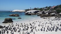 Cape Of Good Hope and Penguins Viewing Private Day Tour