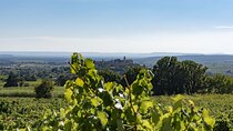DISCOVERY - Visit to the estate and taste its wines