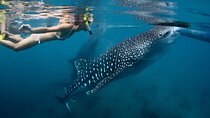 Exciting 8-Days in Cebu Philippines Adventure Package