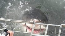 Shark Cage Diving 