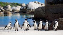 Full-Day Private Tour: Highlights of the Cape