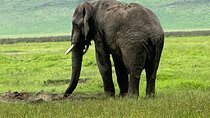 4 Day Serengeti and Ngorongoro Photographic Safari