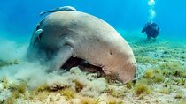 Full-Day Snorkeling Trip to Abu Dabbab Beach from Marsa Alam