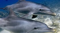ViP Full Day Swimming With Dolphin Sea Trip With Lunch - Hurghada