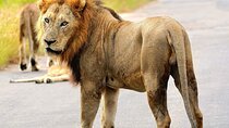 Explore Kruger National Park for 4 Days and 3 Nights 