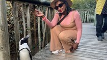 Table Mountain and Penguins Half Day Shared Group Tour