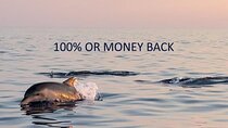 Private Guided Sunset Dolphin Watching in Adriatic Sea