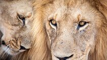Big 5 Aquila Safari Full Day Tour and Lunch