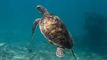 7-Hour Private Guided Tour in Mauritius with Snorkeling and Lunch