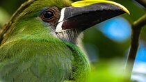 Birding route to learn about nature, Salento