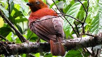 Sta. Rita Waterfall: Observation of endemic birds