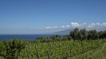 Tasting in the vineyard