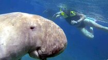 Abu Dabbab Beach – Swim with Dugongs & Turtles from Hurghada