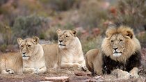 Big 5 Safari One Day Tour