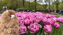 Tulip Paradise: Keukenhof Half-Day Private Tour 