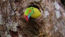  Looking for Toucans