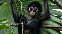 Private Tour Coba Ruin Punta Laguna Monkey Spider Cenote Mayan Village