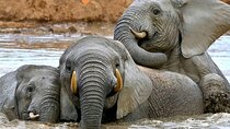 Great Addo Elephant Park Adventure Safari 