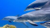  Boat Trip to See Dolphins With Snorkeling and Lunch- Makadi Bay