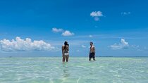 Private Charter 6 Passenger Sandbar, Snorkel, Dolphins