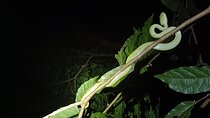 Naturegocr Monteverde 