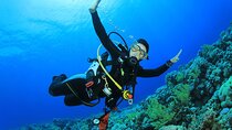 Tiran Island Trip, Snorkeling, Single Dive &Lunch–Sharm El Sheikh