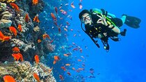 White Island & Ras Mohamed Boat Trip & Diving , lunch from Sharm
