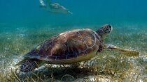 Turtle Adventure Express