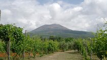 Ercolano Vineyards Guided Wine Tasting Experience with Brunch