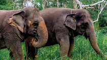 4-Hours Phuket Ethical Elephant Sanctuary Tour with Lunch
