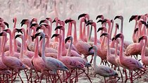 Private Day Tour to Lake Baringo from Nairobi