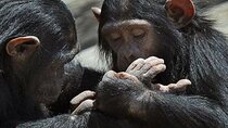 Full Day Private Tour Ol Pejeta Conservancy from Nairobi