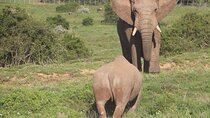 Addo Private Game Reserve Safari (Schotia)
