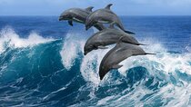 Hurghada's Ultimate Dolphin House VIP Adventure