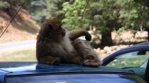 Day Trip From Fes to The Middle Atlas: Imouzzar -Ifrane -Azrou 
