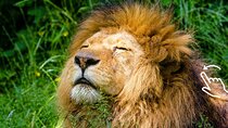 Krakow: Zoo with Hotel Transfer