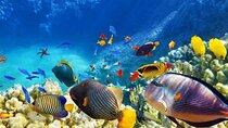 Private Island Hopping in Nasuluan, Hiltotongan and Caohngan 