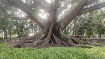 Lalbagh Botanical Garden Early Morning Walk + Breakfast at MTR