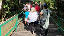 Eco Adventure in Gamboa with Lunch