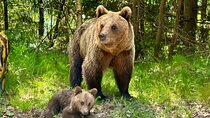Bucharest: Top Gear Road and Wild Brown Bears Day Trip