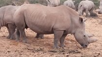 Aquila big five safari with transport, lunch Exclusive park fee.