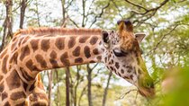 Visit to the Giraffe Centre from Nairobi
