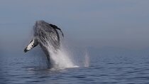 Whale Watching Adventure from Vancouver BC