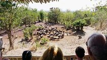 Vulture Safari Tour in Victoria Falls National Park Zimbabwe