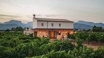 Wine tasting at sunset including pick-up from the north coast