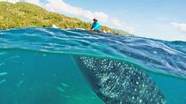Whale Shark Snorkeling, Kawasan Falls, Sardines Run from Cebu