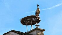 Vienna: Private tour Neusiedler See, Rust (wine tasting), Purbach