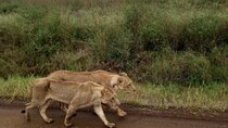 Half Day Nairobi National Park 