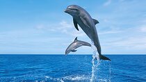 Hurghada: Dolphin Watching Cruise, Snorkeling & Lunch