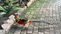 World Of Birds, Table Mountain and Constantia Wineries Day Tour